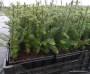 abies procera planntgoed